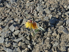 Fritillaria glauca