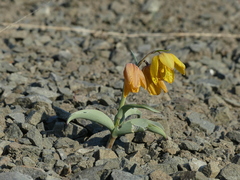 Fritillaria glauca