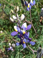 Lupinus mutabilis