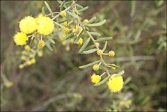 Acacia aspera