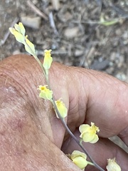 Streptanthus bernardinus