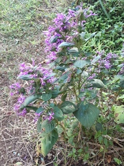 Hypoestes aristata
