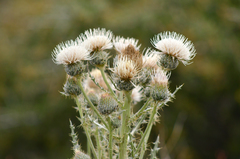 Cirsium cymosum