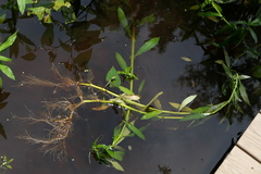 Hygrophila lacustris