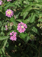 Heterostylum robustum