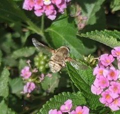 Heterostylum robustum