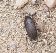 Anisodactylus rusticus