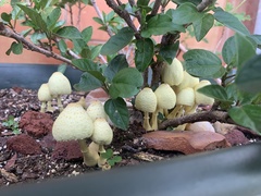 Leucocoprinus birnbaumii image