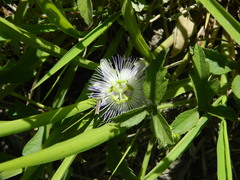 Passiflora chrysophylla