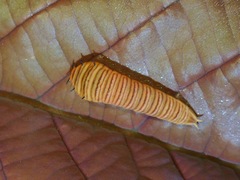 Graphium antiphates itamputi