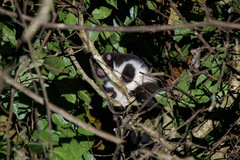 Pseudochirulus herbertensis