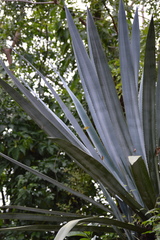 Agave tequilana