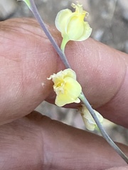 Streptanthus bernardinus