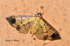 Eulepte