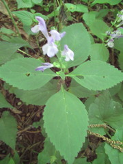 Scutellaria serrata