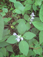 Scutellaria serrata