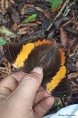 Selenophanes cassiope