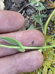 Streptanthus bernardinus