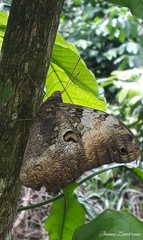 Selenophanes cassiope