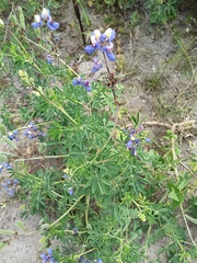 Lupinus mutabilis