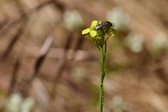 Lasioglossum sisymbrii