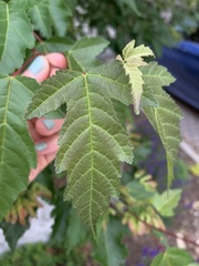 Acer ginnala