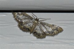 Idaea celtima
