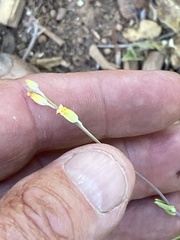 Streptanthus bernardinus