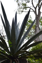 Agave tequilana