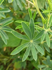 Lupinus mutabilis