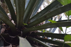 Agave tequilana
