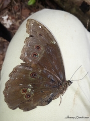 Morpho menelaus