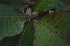 Terminalia catappa
