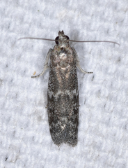 Eurythmia angulella