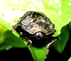 Polychalca aerea