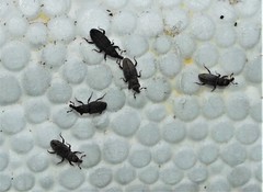 Dryophthorus americanus