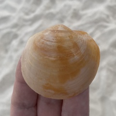 Anodontia alba