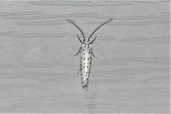 Yponomeuta multipunctella