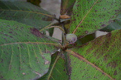 Terminalia catappa
