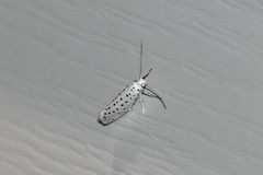 Yponomeuta multipunctella