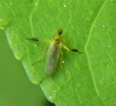 Platypalpus discifer