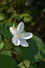 Bauhinia acuminata