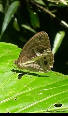 Posttaygetis penelea