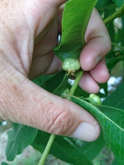 Phylloxera stoetzelae