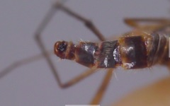 Sylvicola cinctus