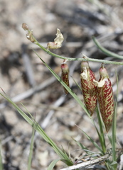Astragalus ceramicus