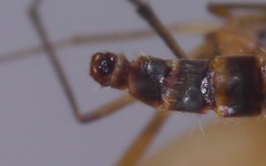 Sylvicola cinctus