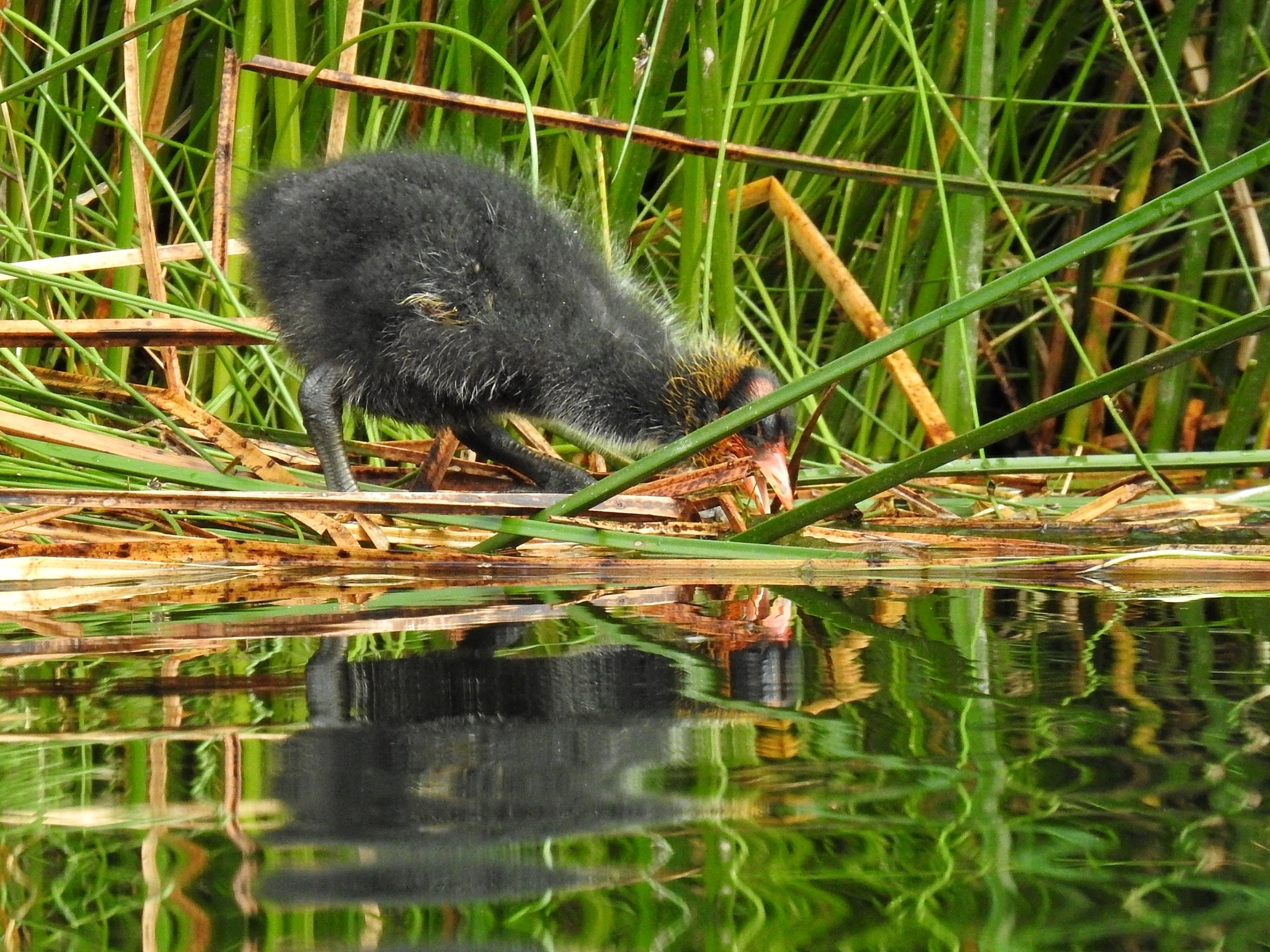Slate-coloured Coot illustration