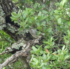 Baeolophus atricristatus