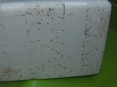 Dryophthorus americanus